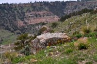 Black Hills Wild Horses 13.jpg